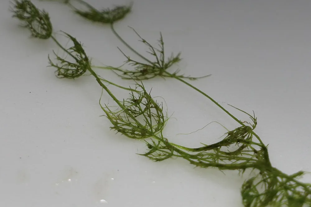 A single strand of chara showing branches whorled around a central axis