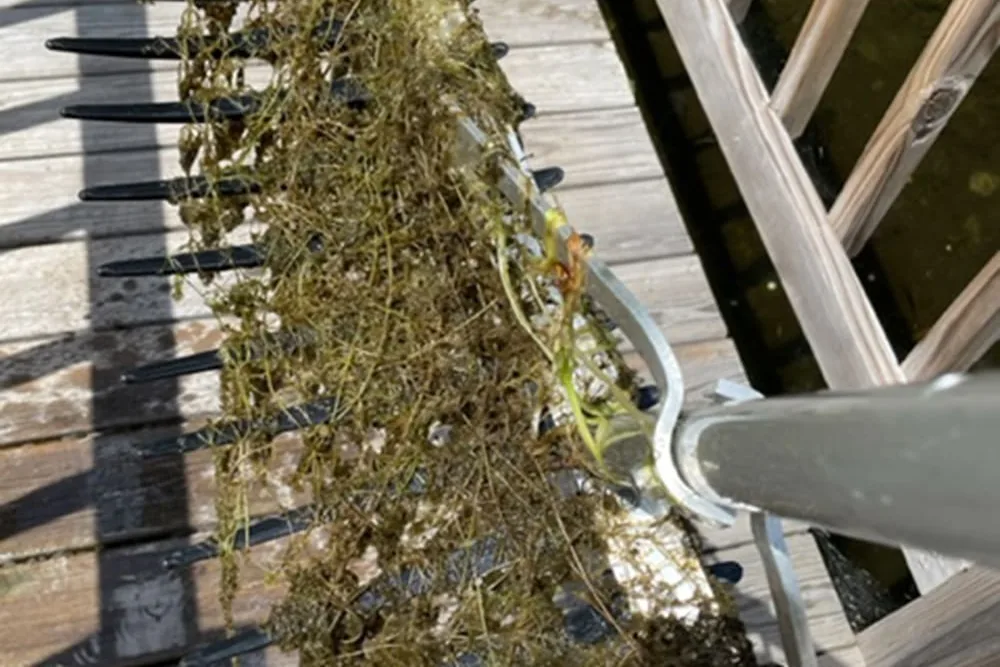 A weed rake pulled up onto a dock, loaded with tangled chara
