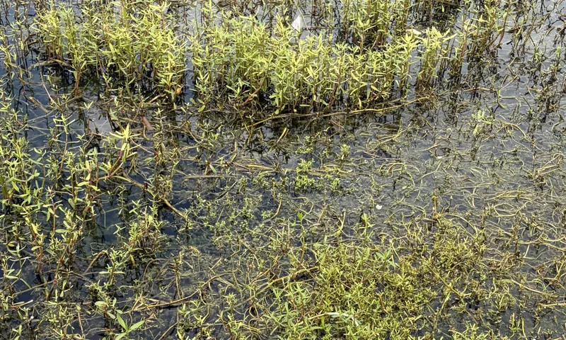 Close-up of alligator weed