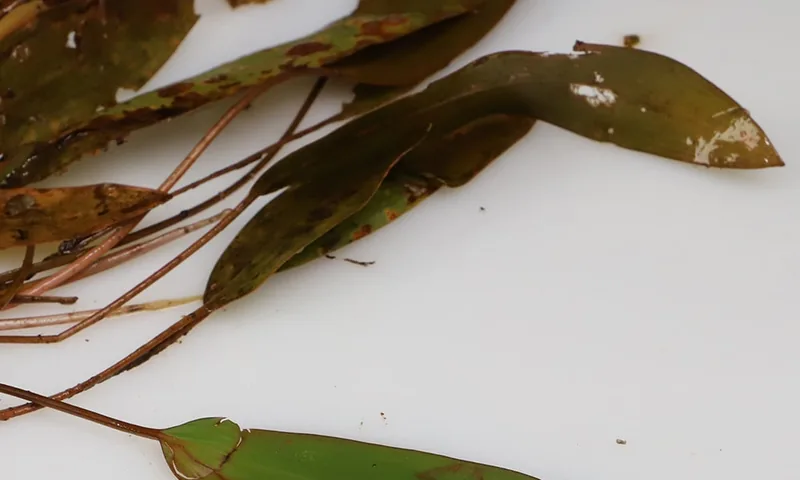 American pondweed leaf