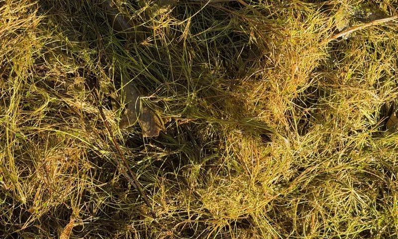 Bladderwort showing its bladder traps