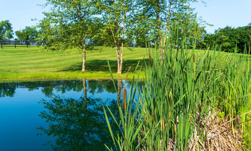 Cattails along a pond shoreline
