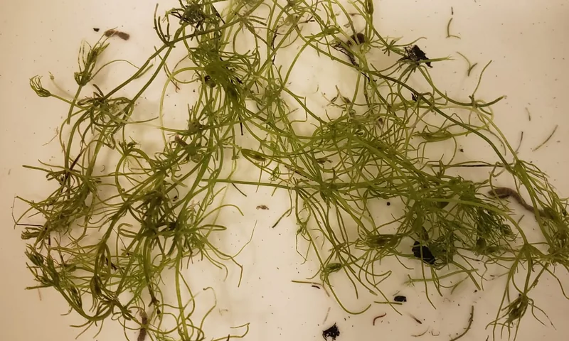 A bunch of chara, also called muskgrass or stonewort