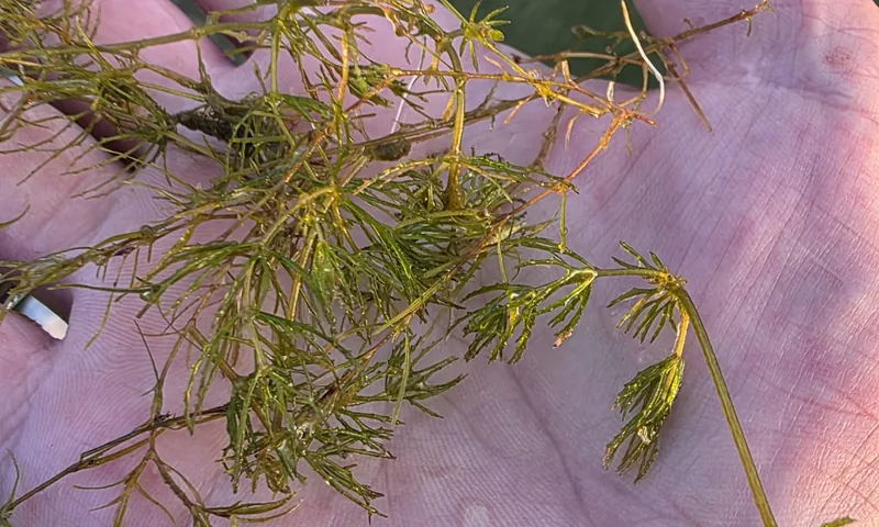 A strand of coontail held in a hand