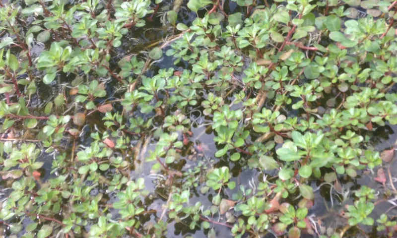 Close-up of creeping water primrose