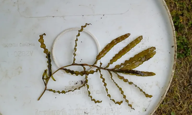 Curly leaf pondweed showing wavy leaf margins