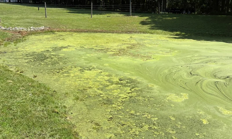 Duckweed and watermeal together on the water surface