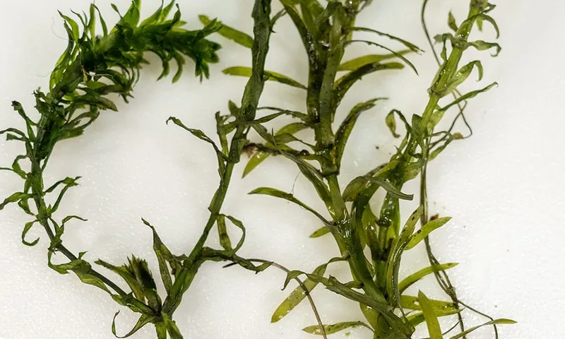 Egeria densa showing dense whorls of leaves along the stem