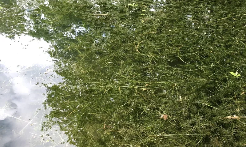 Dense bright green elodea growing underwater