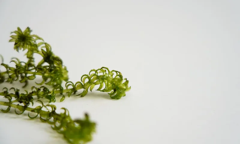 Hydrilla verticillata, showing whorled leaves with serrated edges