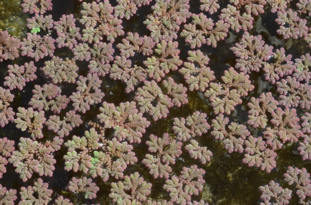 A dense mat of mosquito fern turned pinkish red, with a few plants still green