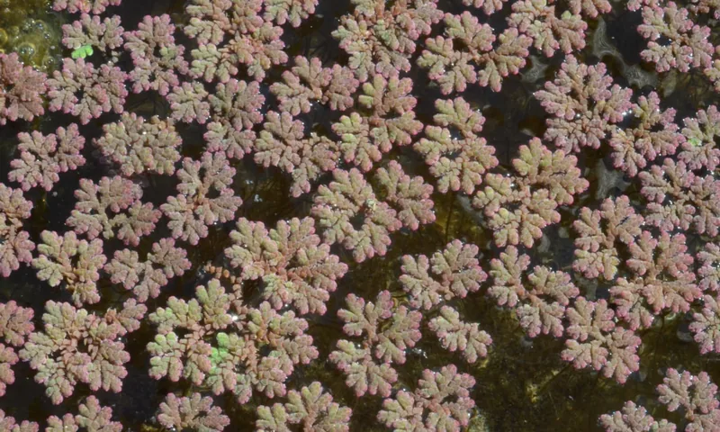 Mosquito fern turning red across the water surface