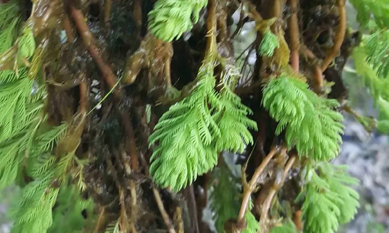 Parrot feather emerging above the water surface