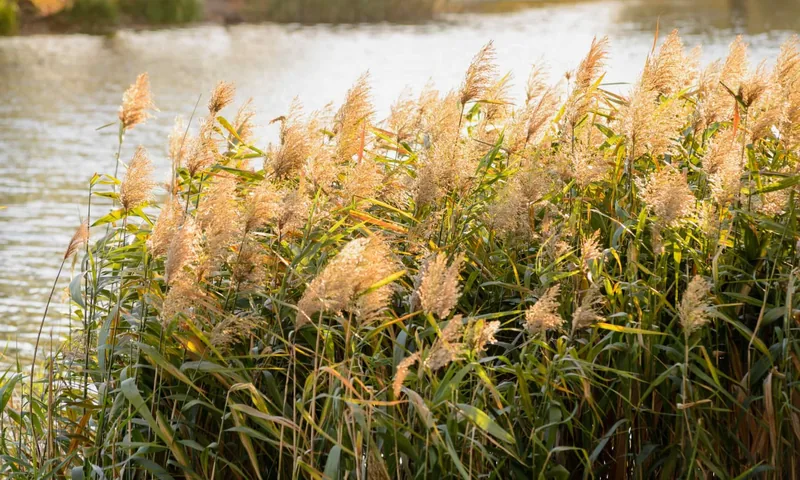 A stand of phragmites, common reed