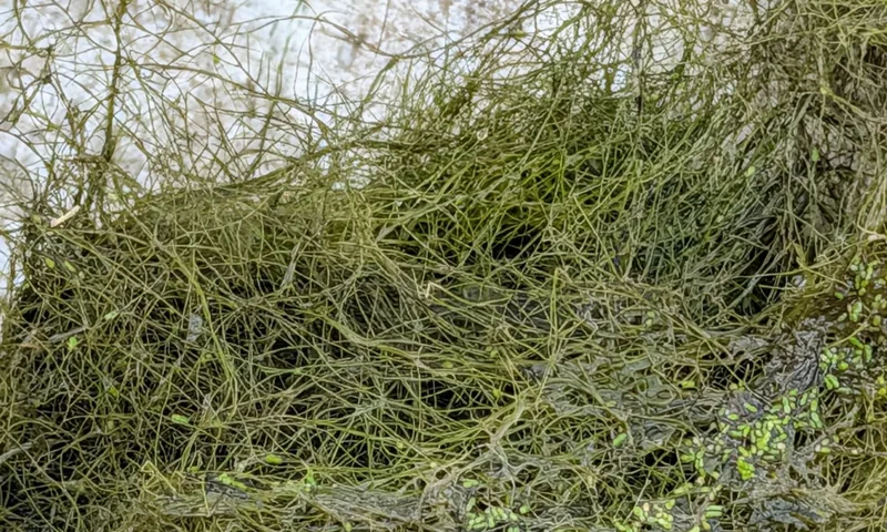 Sago pondweed lifted out of the water