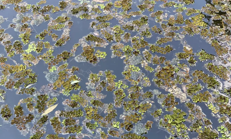 Mat of salvinia covering the water surface