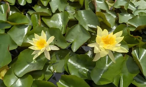 Spatterdock, the yellow water lily
