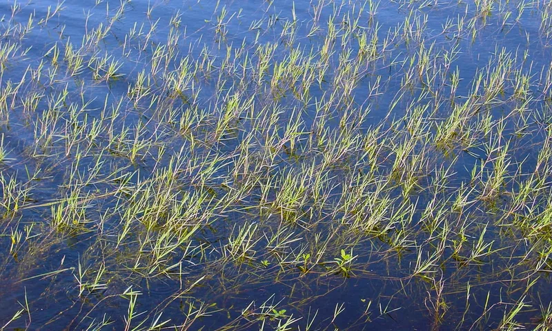 Torpedo grass growing in shallow water