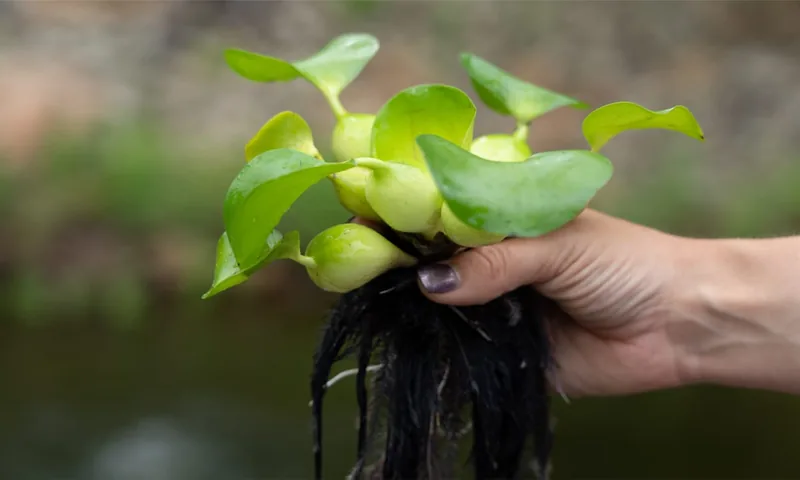 Water hyacinth held in a hand, showing its bulbous stalks