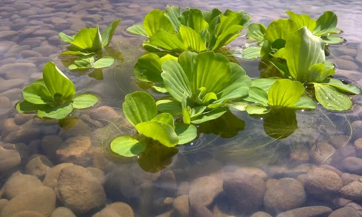 Water lettuce floating in a pond
