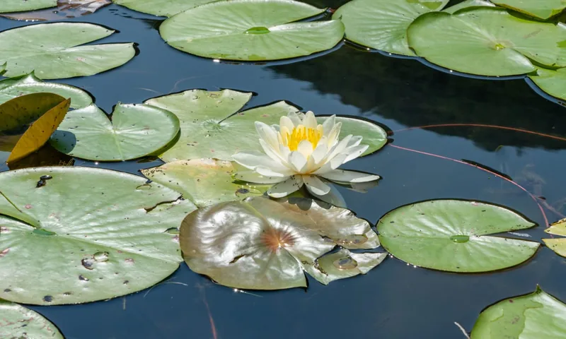 A water lily in flower among its pads
