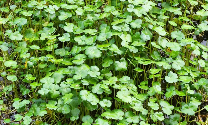 Water pennywort showing round scalloped leaves