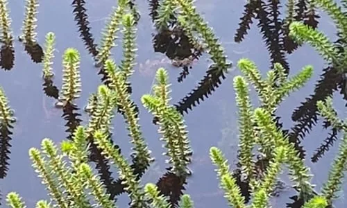 Watermilfoil showing feathery leaves in whorls of four at the water surface