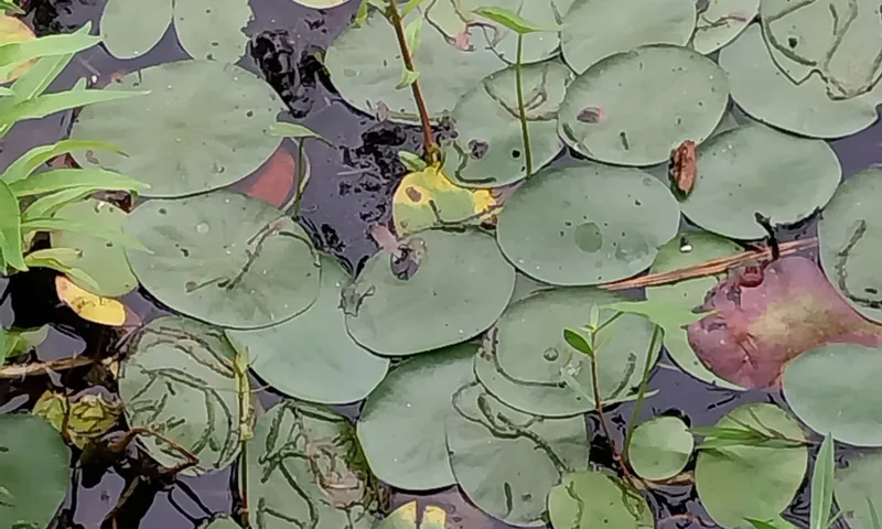 Watershield covering a pond surface
